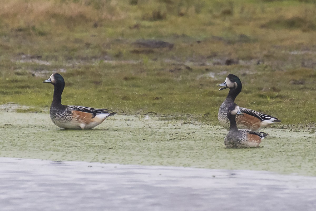 Chiloe Wigeon - ML464914551