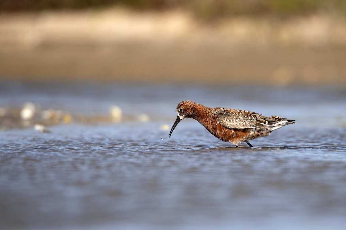 Curlew Sandpiper - ML464916311