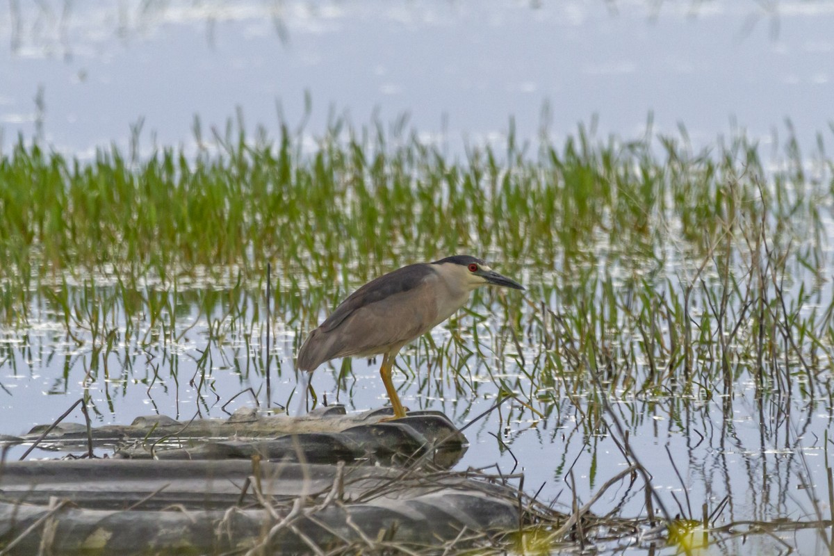 Black-crowned Night Heron - ML464916321