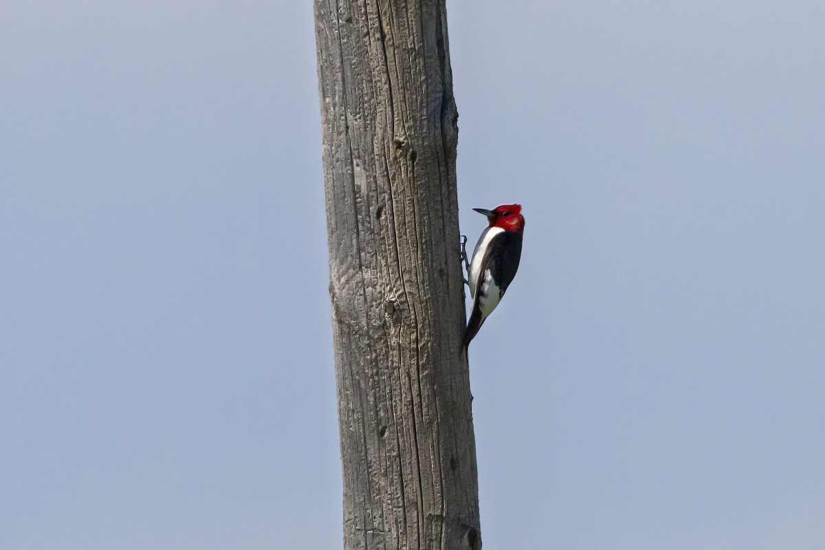 Red-headed Woodpecker - ML464916541