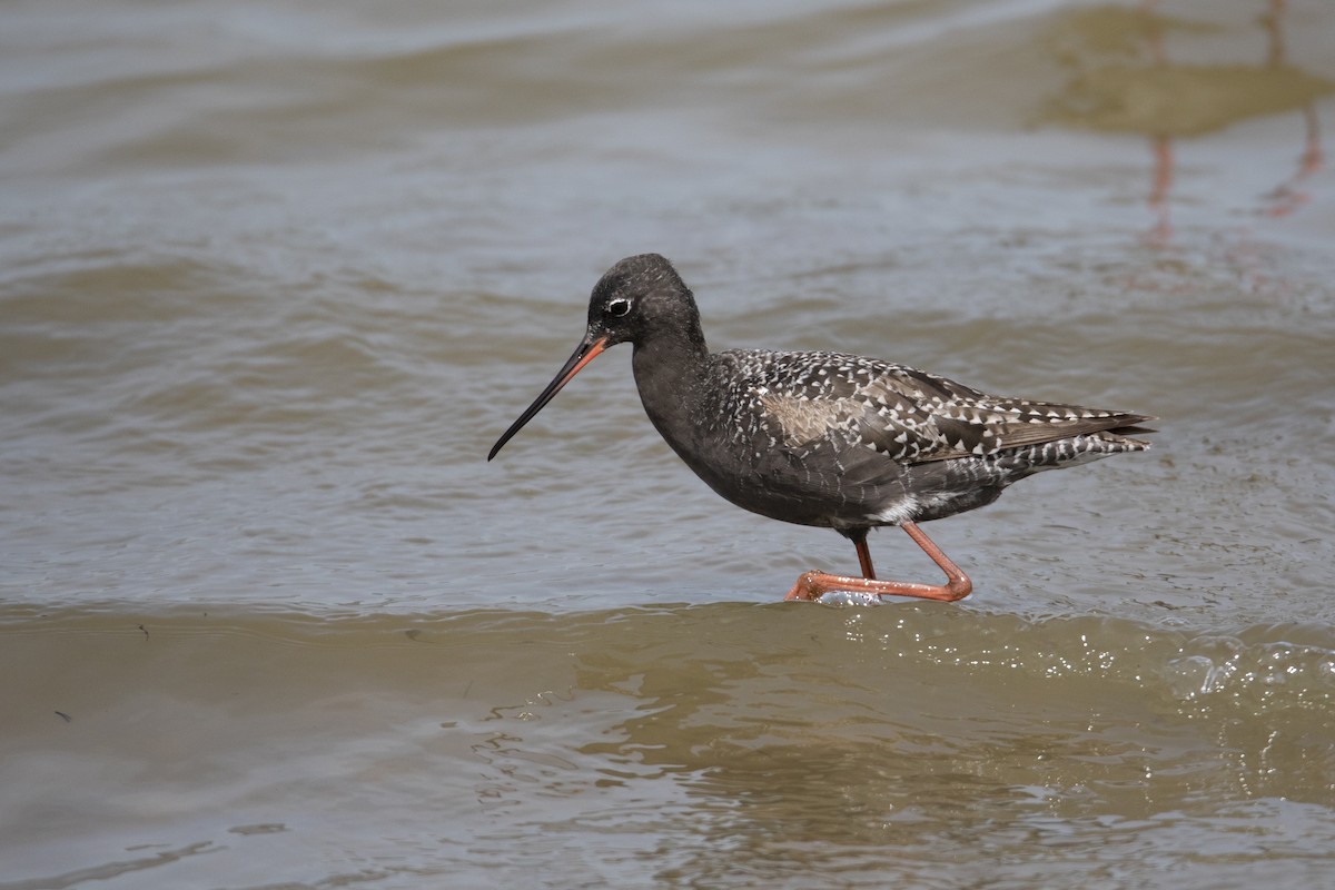 Spotted Redshank - Mehmet Emre Bingül
