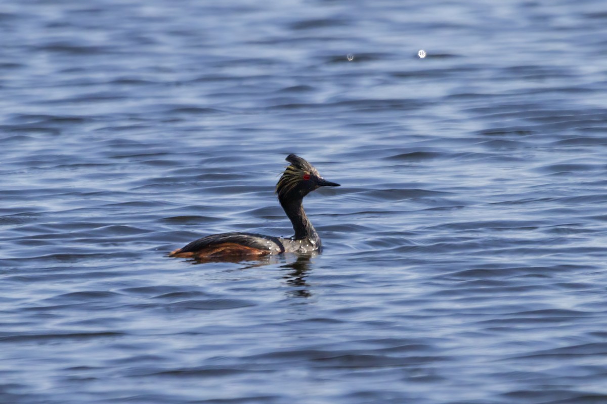 Eared Grebe - ML464916741