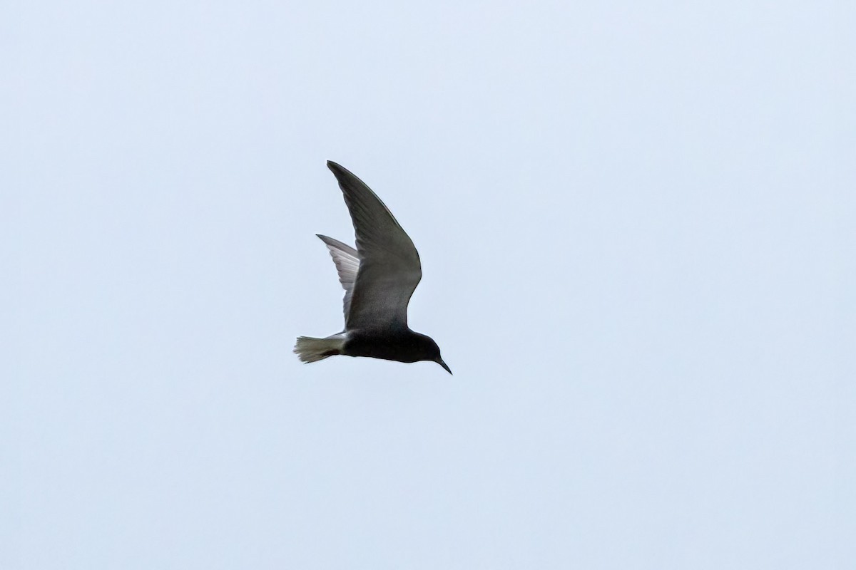 Black Tern - ML464916881