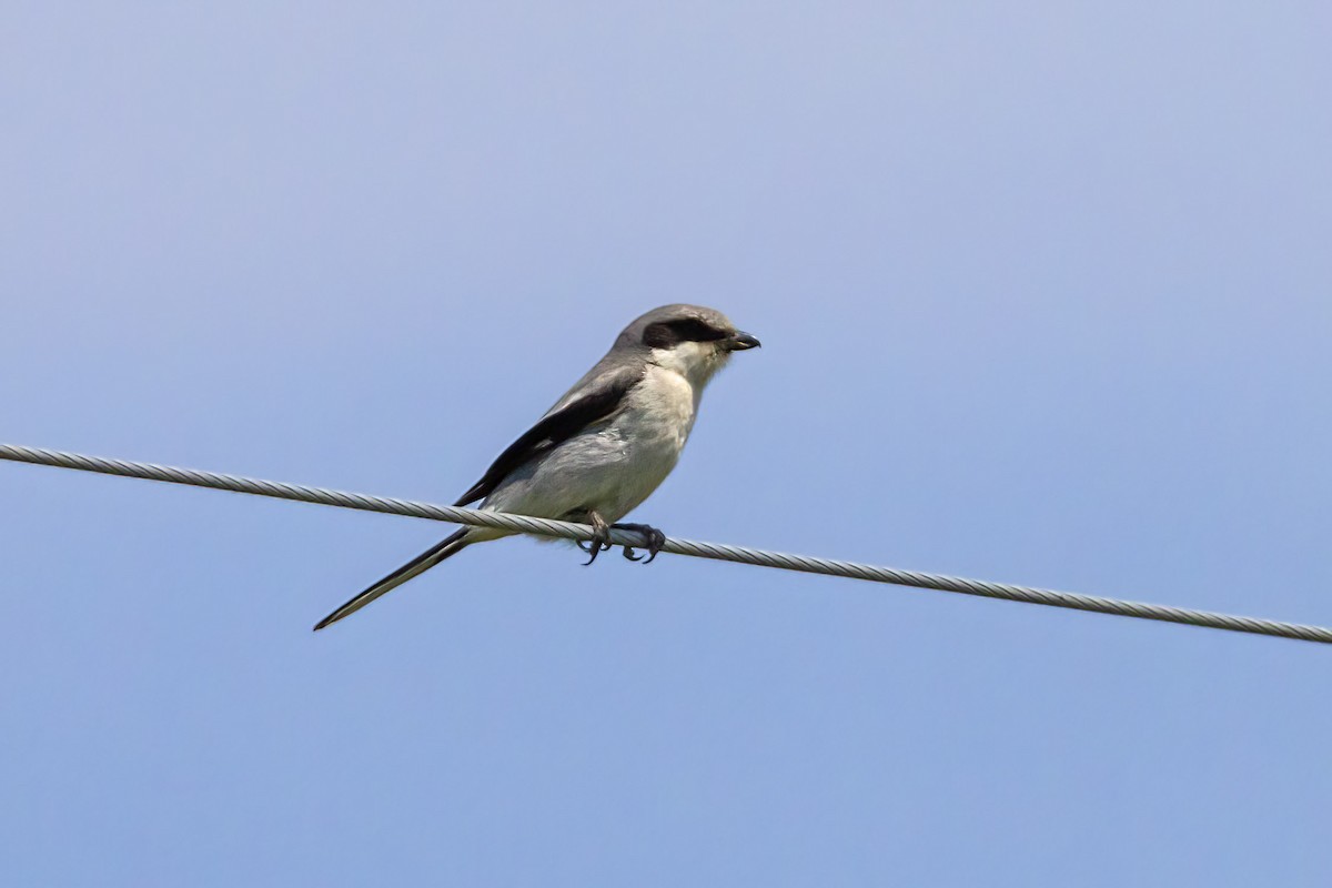 Loggerhead Shrike - ML464917051