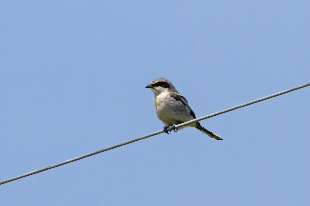 Loggerhead Shrike - ML464917061