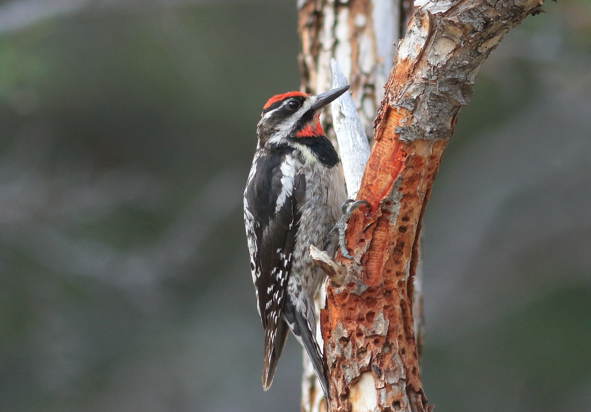 Red-naped Sapsucker - ML464917801