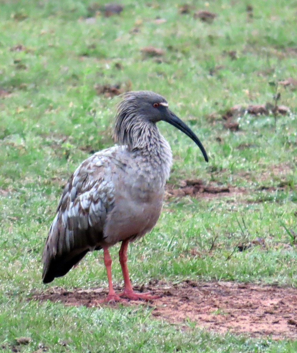 ibis běločelý - ML464918841