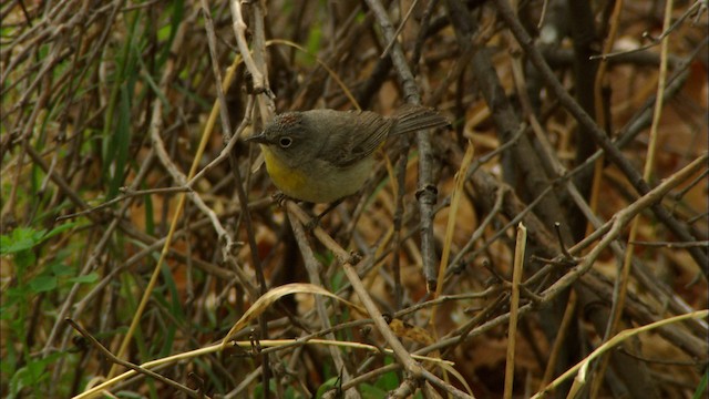 Gelbsteiß-Waldsänger - ML464919