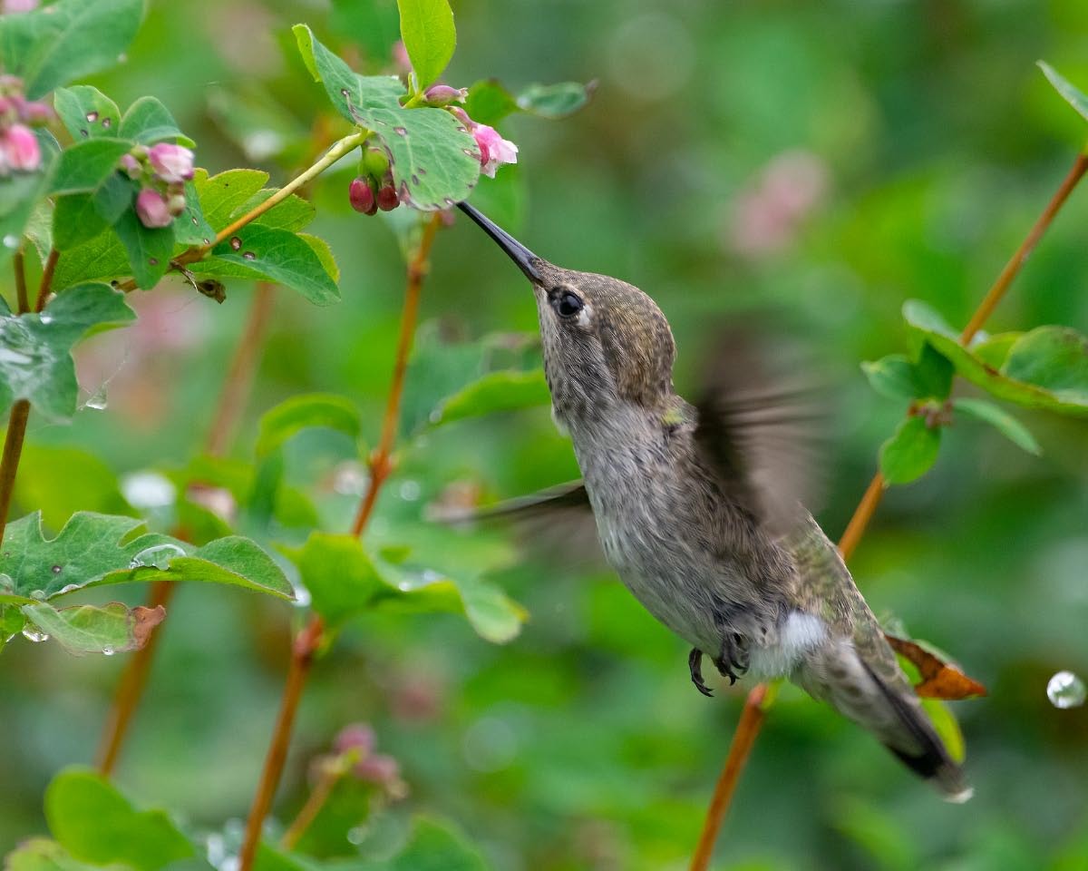 Anna's Hummingbird - Ray Woods
