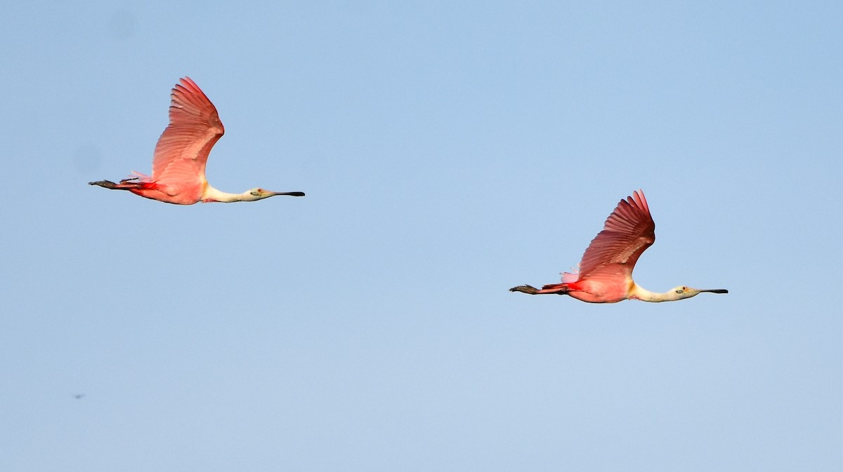 Roseate Spoonbill - Erik Johnson