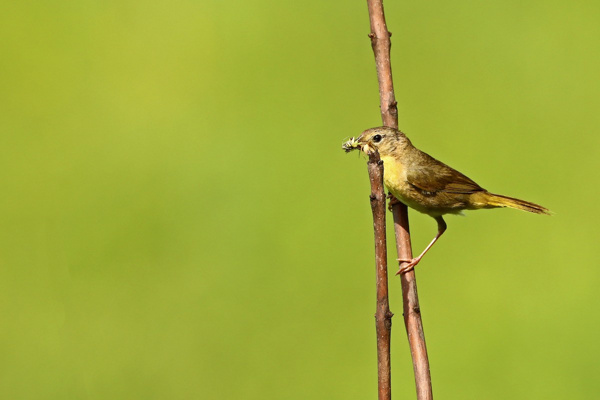 Common Yellowthroat - ML464919421