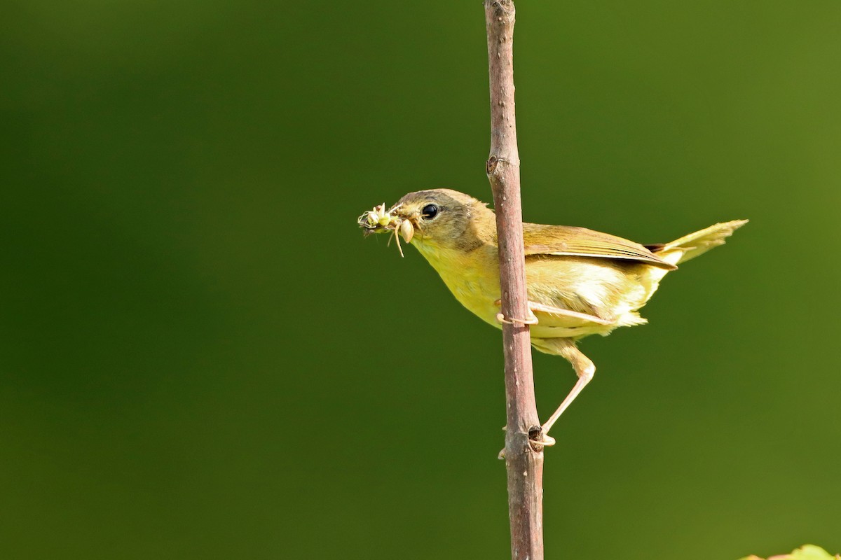 Common Yellowthroat - ML464919431