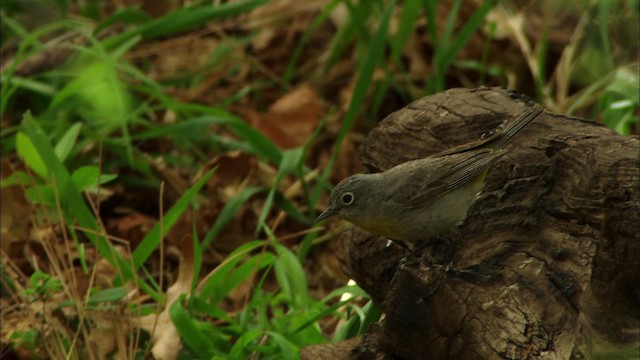 Gelbsteiß-Waldsänger - ML464920