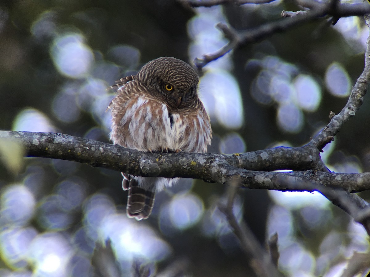 Asian Barred Owlet - ML46492011