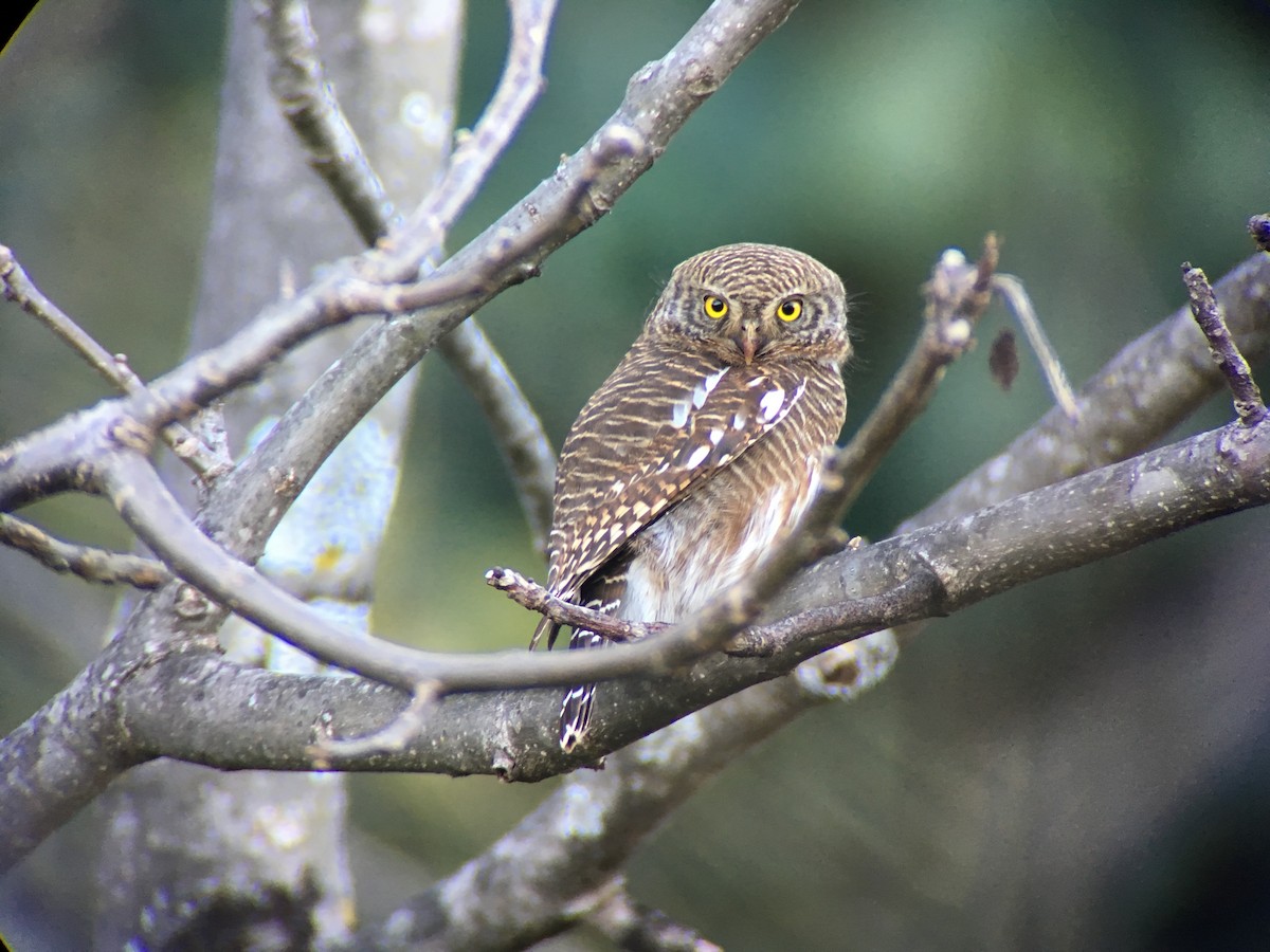 Asian Barred Owlet - ML46492021