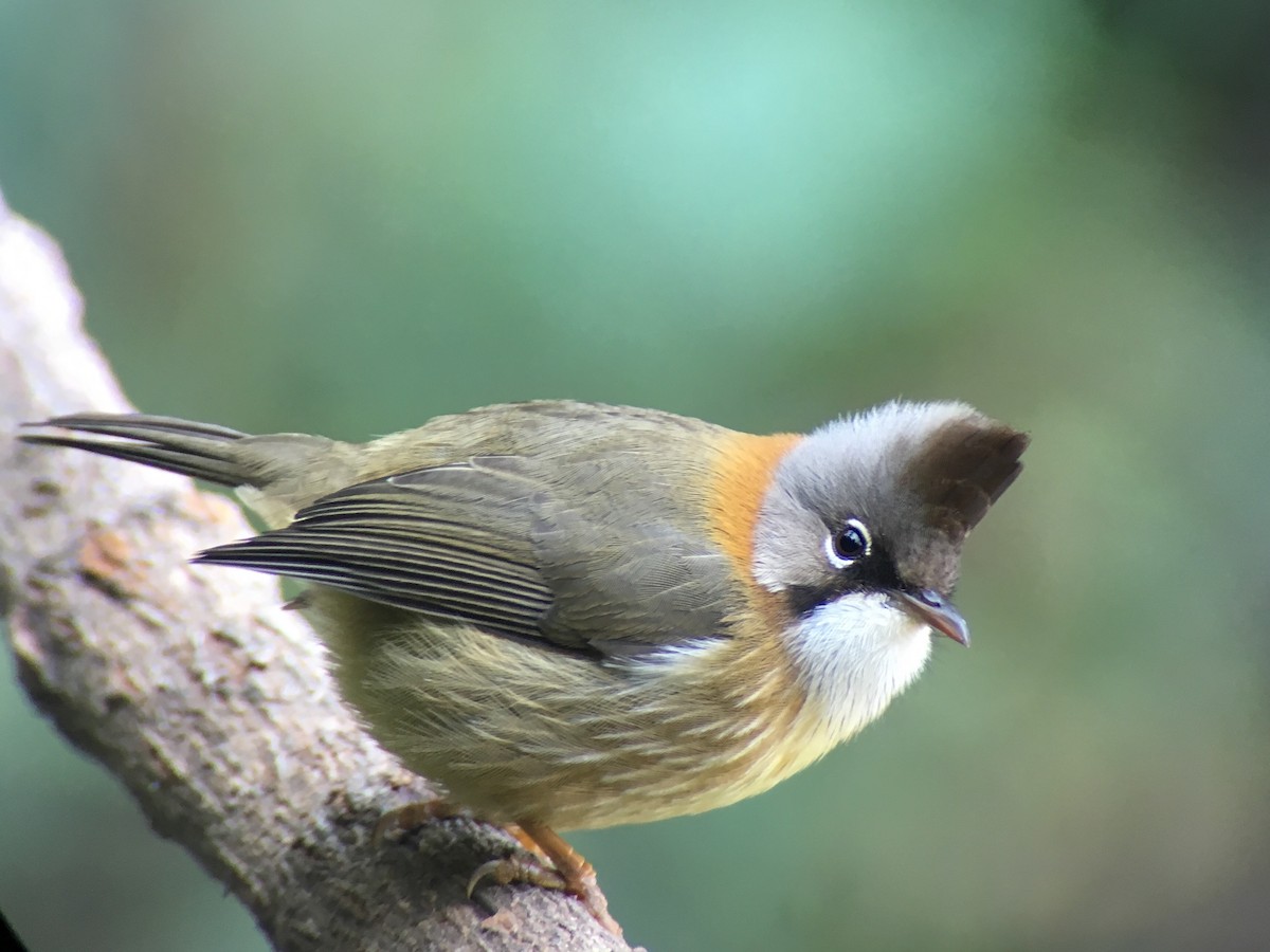 Yuhina à cou roux - ML46492051