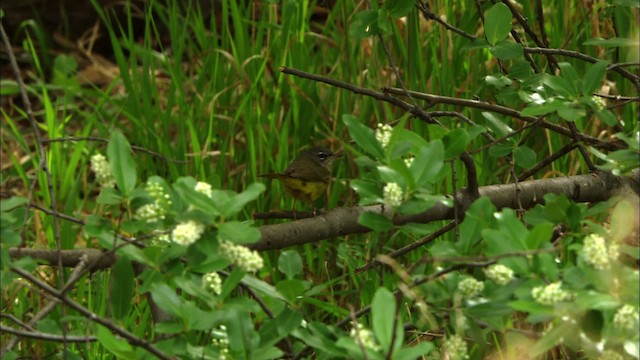 MacGillivray's Warbler - ML464921