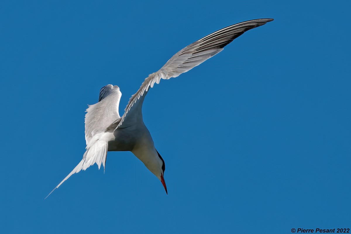 Common Tern - Pierre Pesant