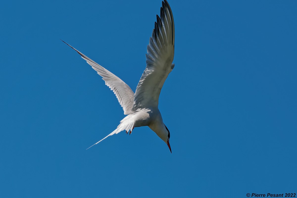 Common Tern - Pierre Pesant