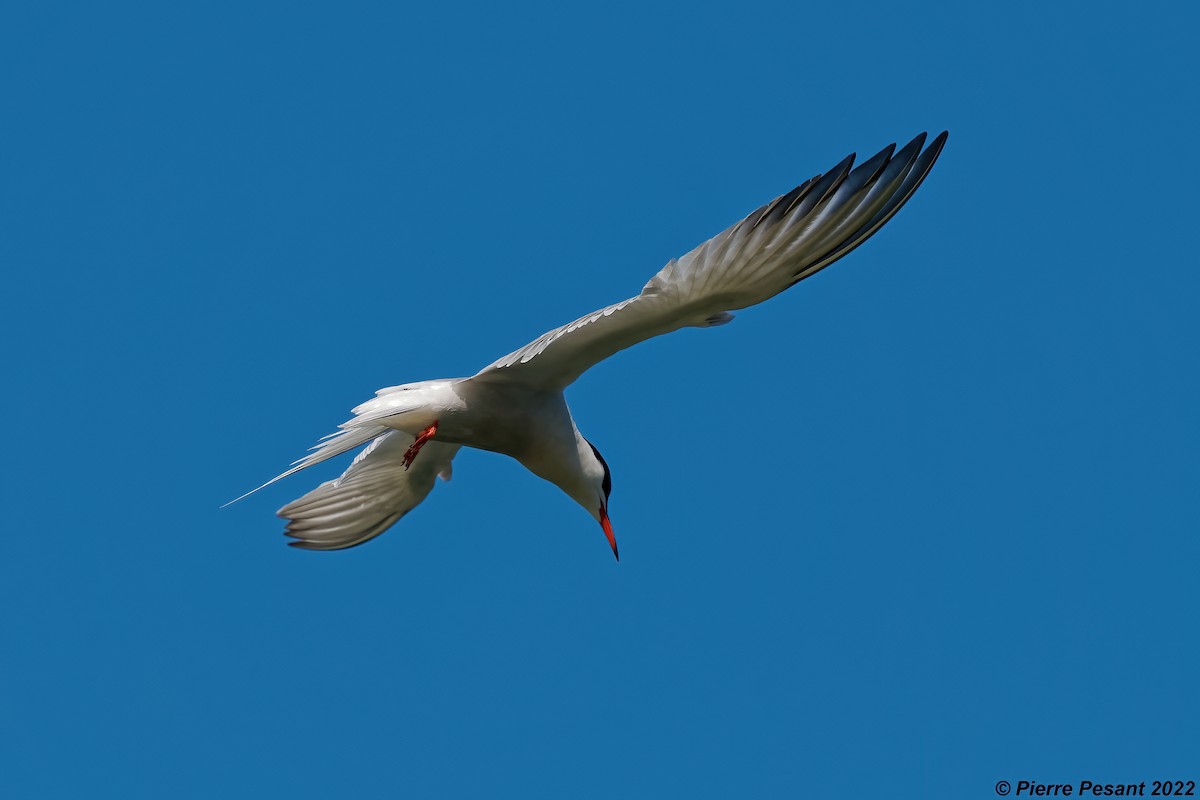 Common Tern - Pierre Pesant