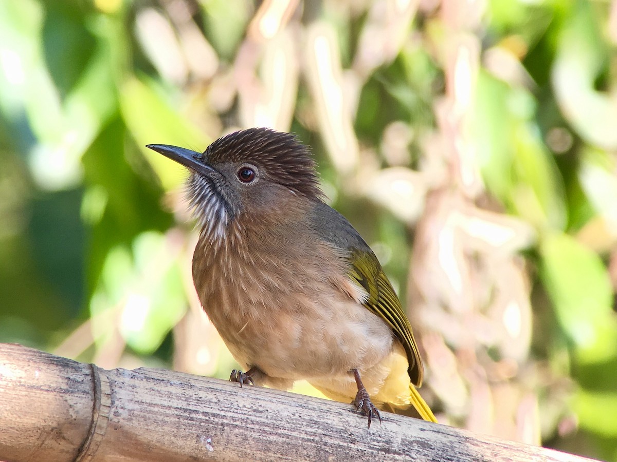 Mountain Bulbul - ML46492131