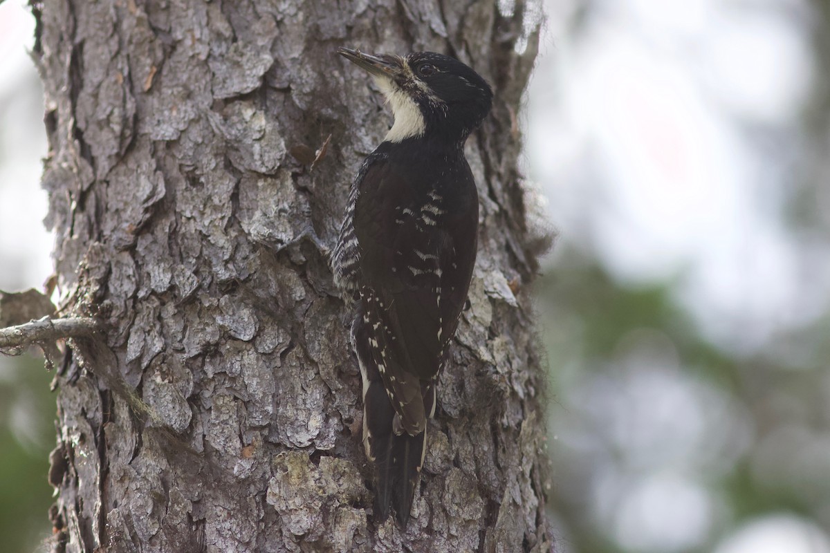 American Three-toed Woodpecker - ML464921331