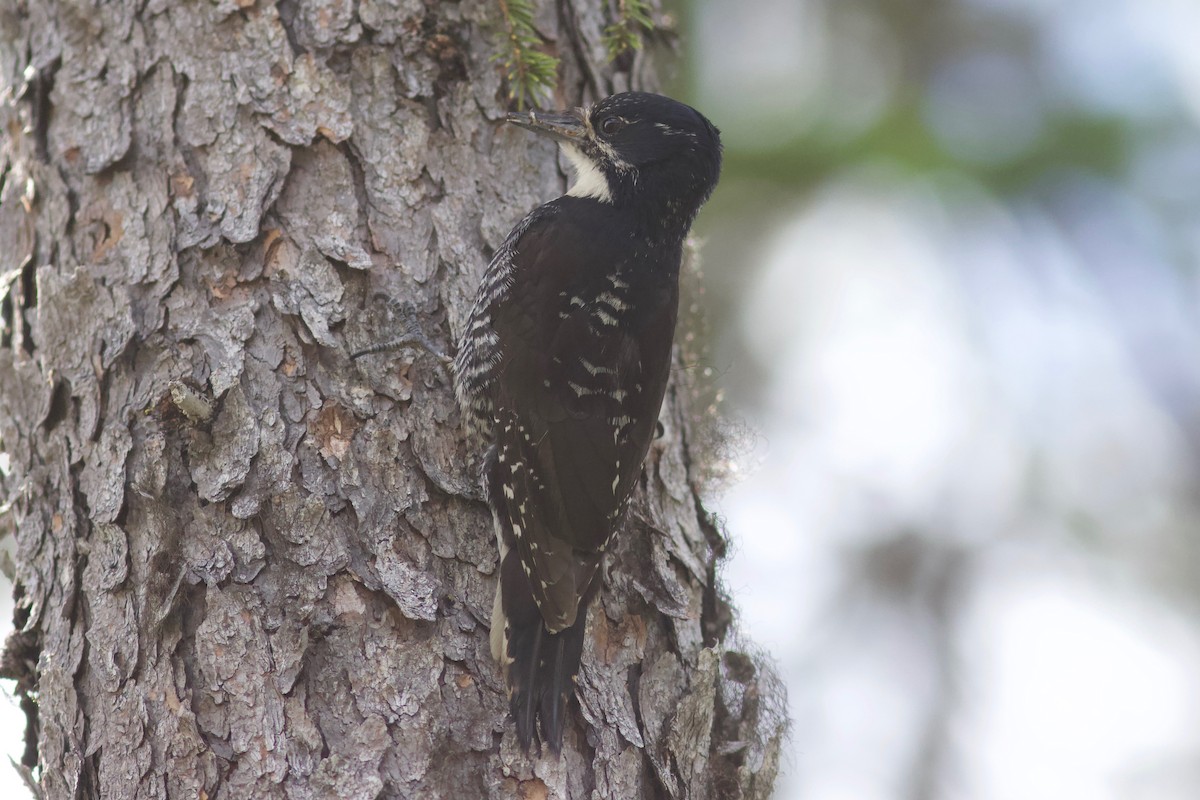 American Three-toed Woodpecker - ML464921351