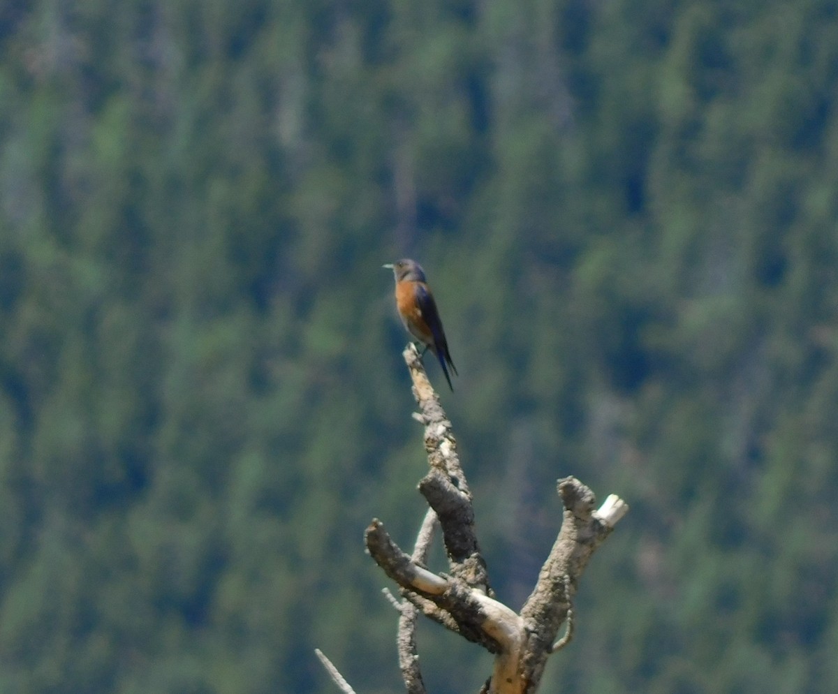 Western Bluebird - ML464921531