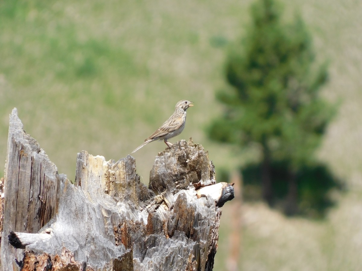 Vesper Sparrow - ML464921611