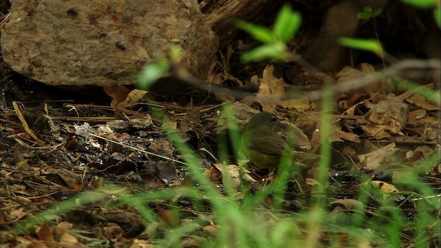 MacGillivray's Warbler - ML464922