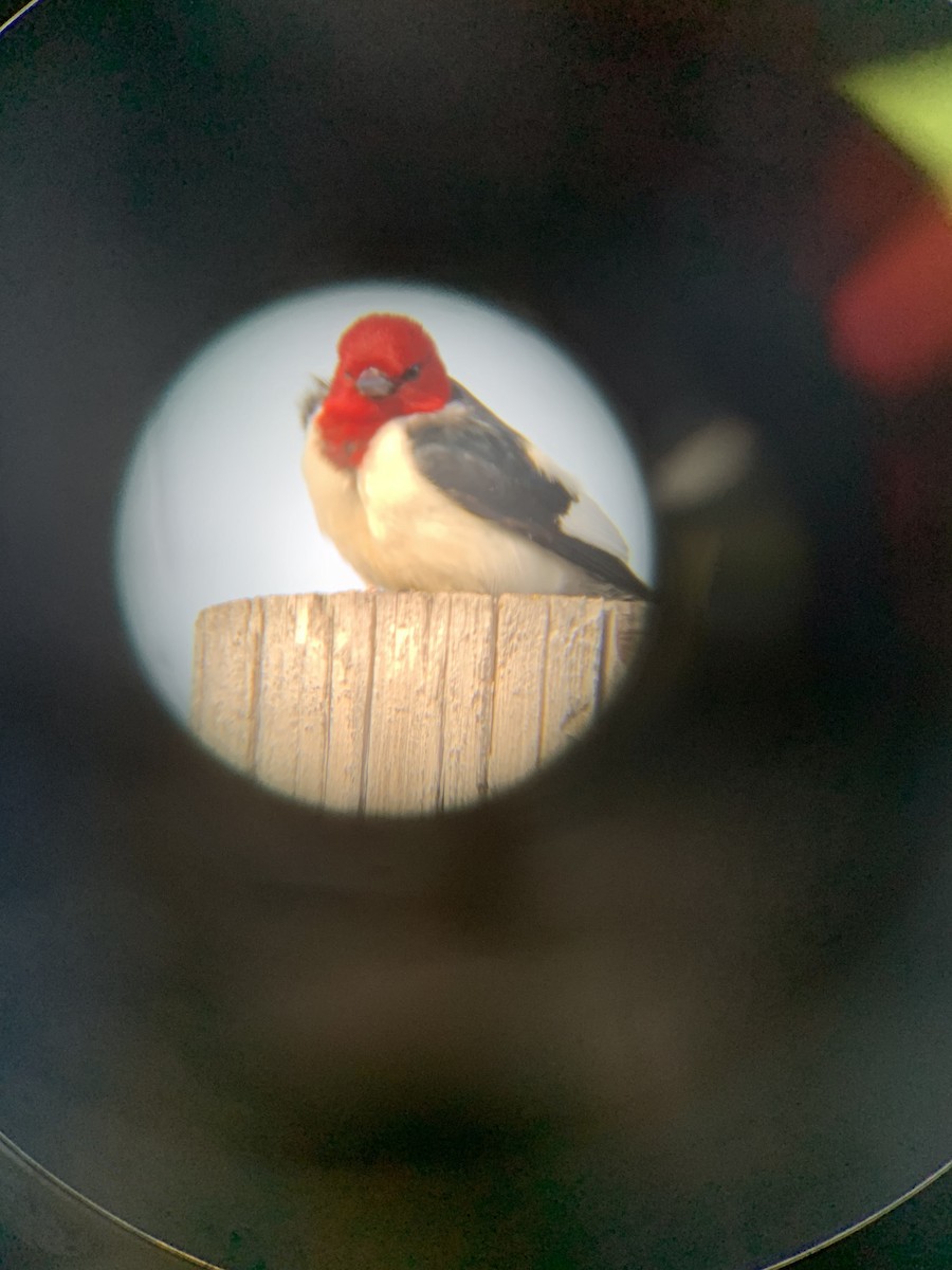 Red-headed Woodpecker - ML464922211
