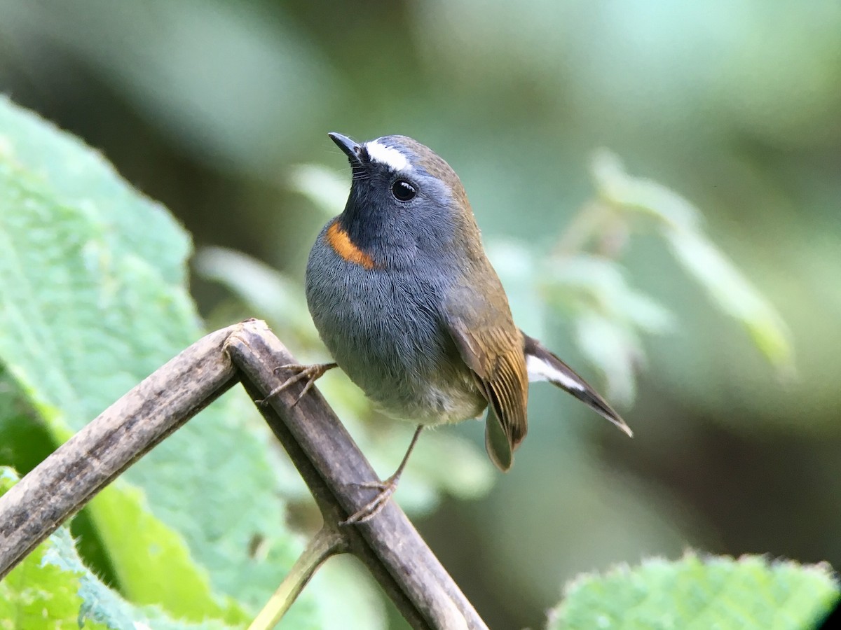 Rufous-gorgeted Flycatcher - Vincent Wang