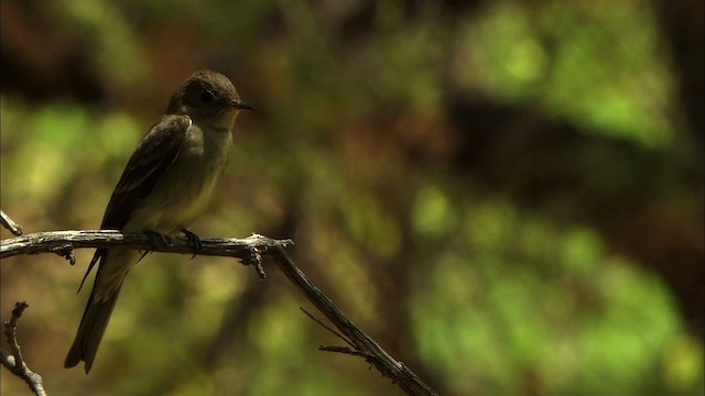 Western Wood-Pewee - ML464924