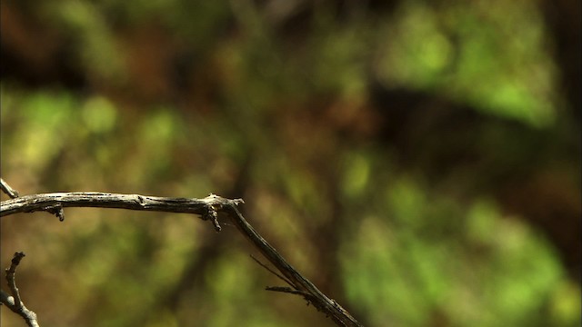 Blasskehl-Schnäppertyrann - ML464925