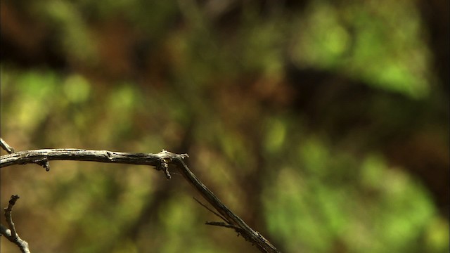 Western Wood-Pewee - ML464925