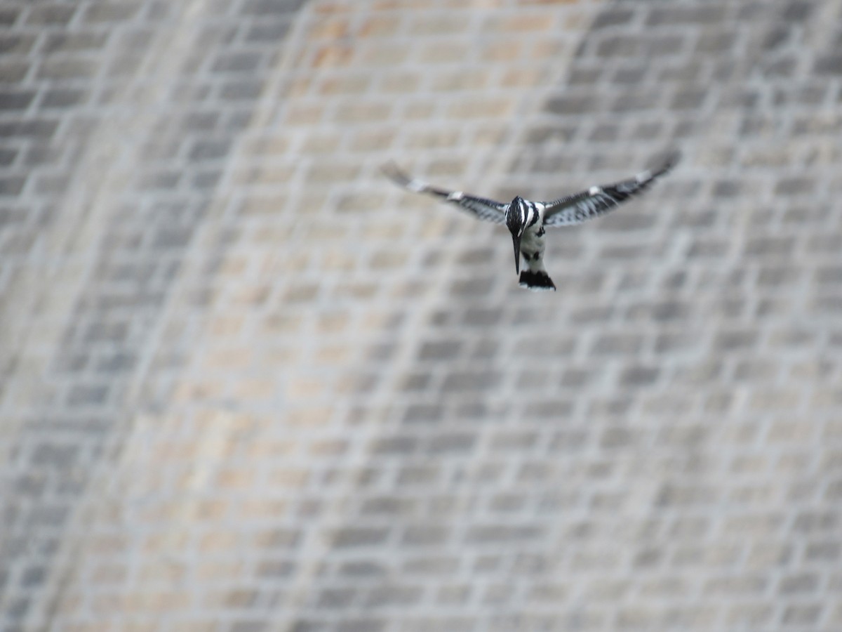 Pied Kingfisher - Kalaimani Ayuthavel