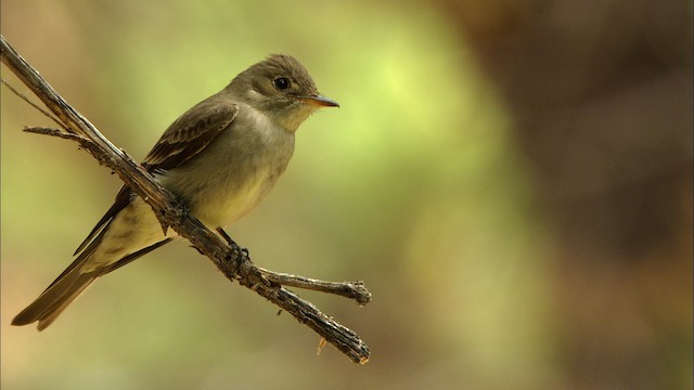 Western Wood-Pewee - ML464928