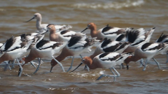 American Avocet - ML464928261