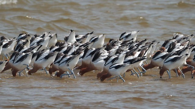 American Avocet - ML464928281