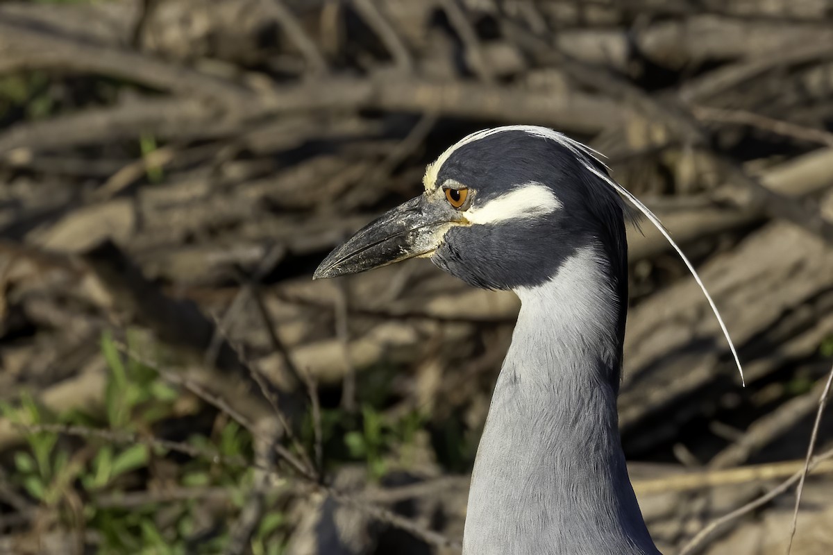 Yellow-crowned Night Heron - ML464928481