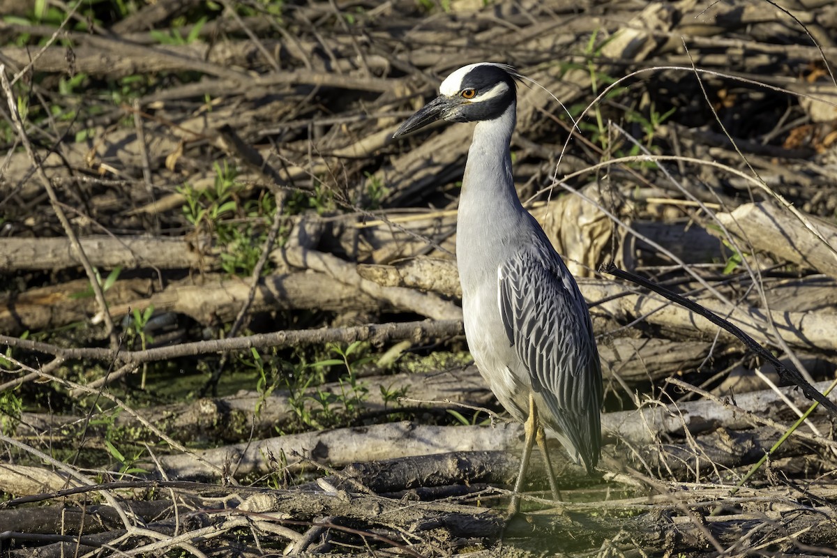 Yellow-crowned Night Heron - ML464928501