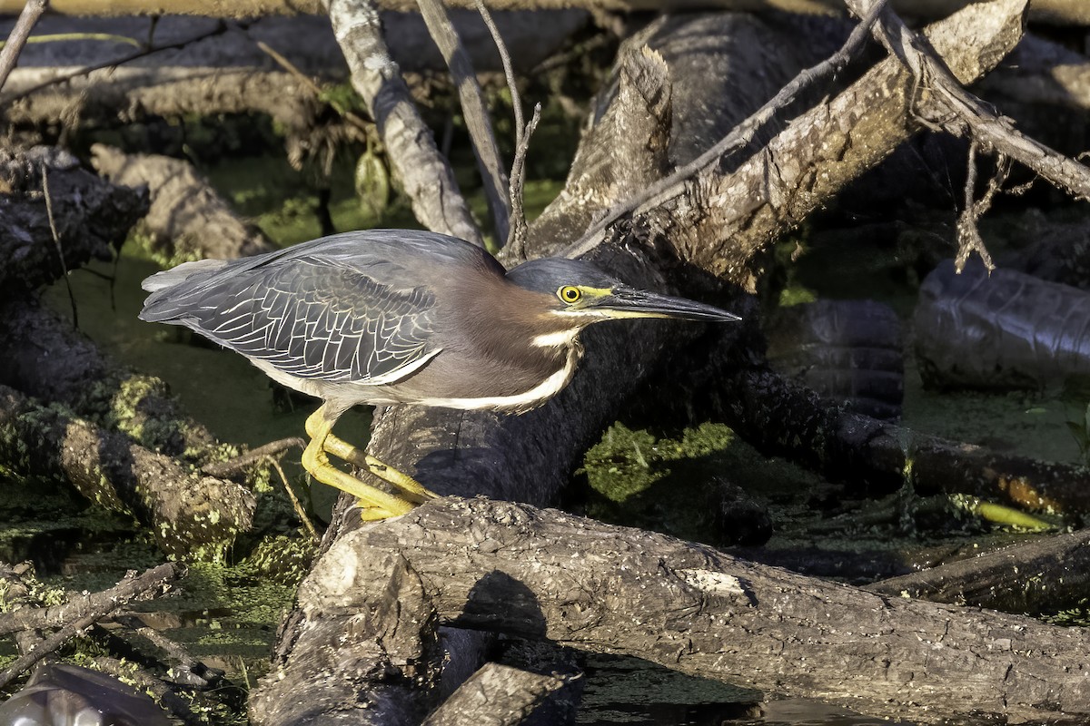 Green Heron - ML464928601