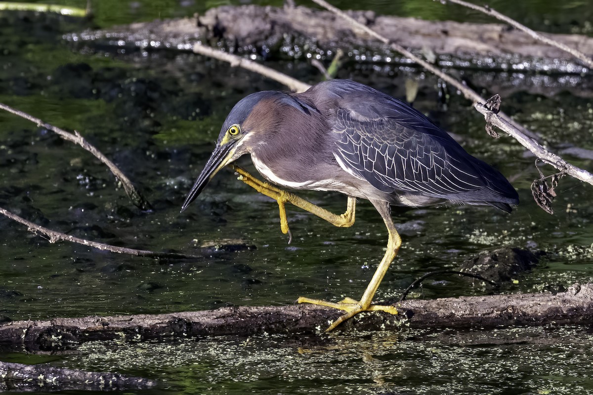 Green Heron - ML464928611