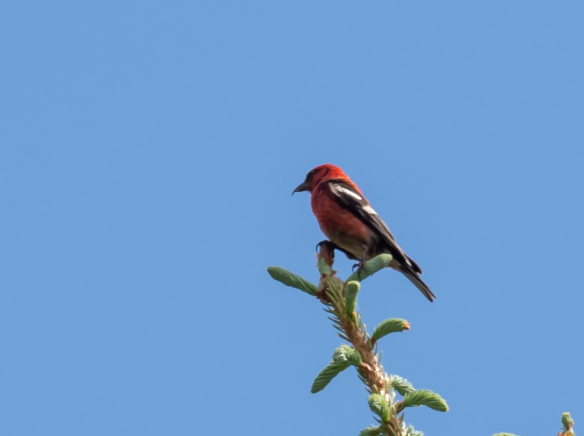 White-winged Crossbill - ML464929031