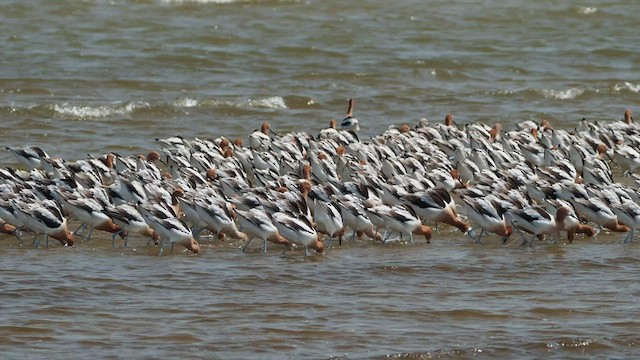 Avocette d'Amérique - ML464929061