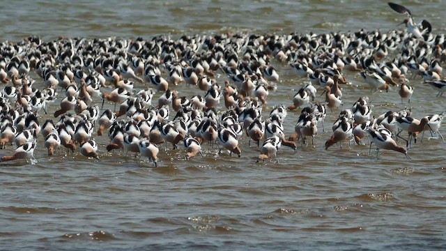 Avocette d'Amérique - ML464929141