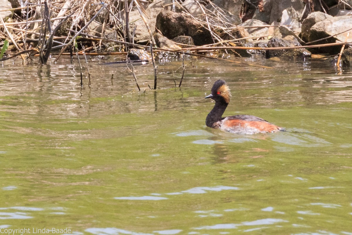 Халтар шунгуур - ML464929381