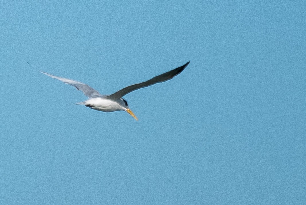 Sandwich Tern - ML464929471