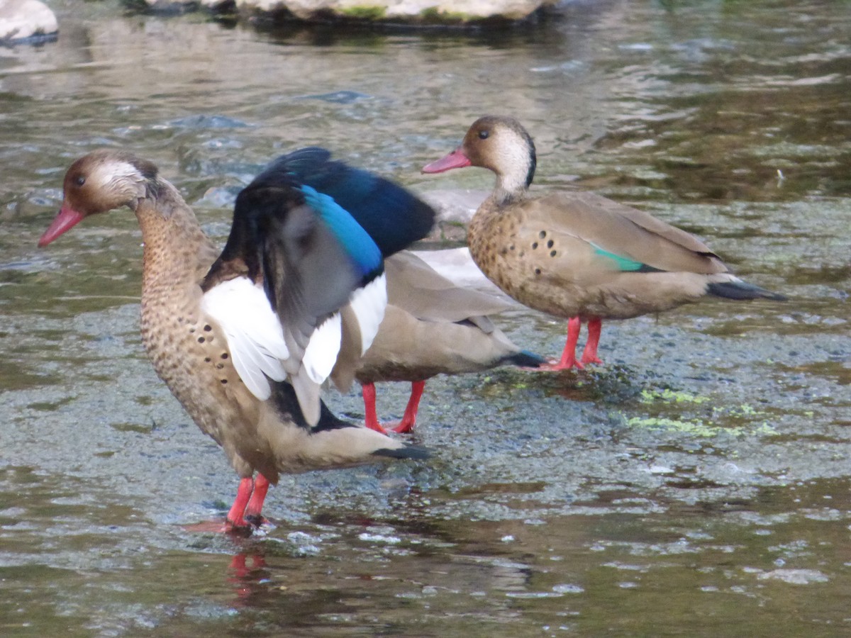 Brazilian Teal - Mateo  Tapia Vargas