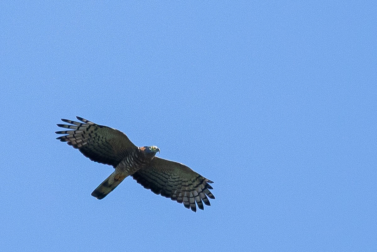 Hook-billed Kite - ML464929541